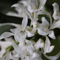 Corymborkis veratrifolia (Reinw.) Blume